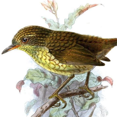 A depiction of Traversia Lyalli