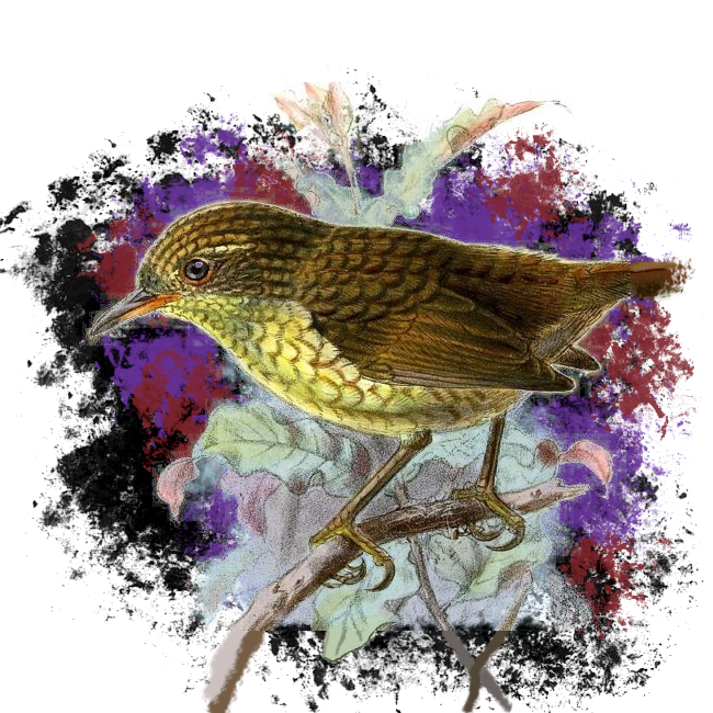 A drawing of Traversia lyalli with grunge styling